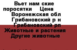 Вьет нам ские    поросятки! › Цена ­ 2 000 - Воронежская обл., Грибановский р-н, Грибановский рп Животные и растения » Другие животные   